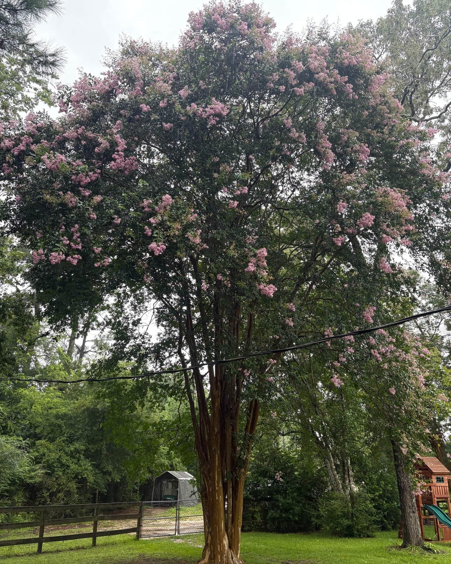 Privacy Policy for Spring Creek Tree Service, LLC