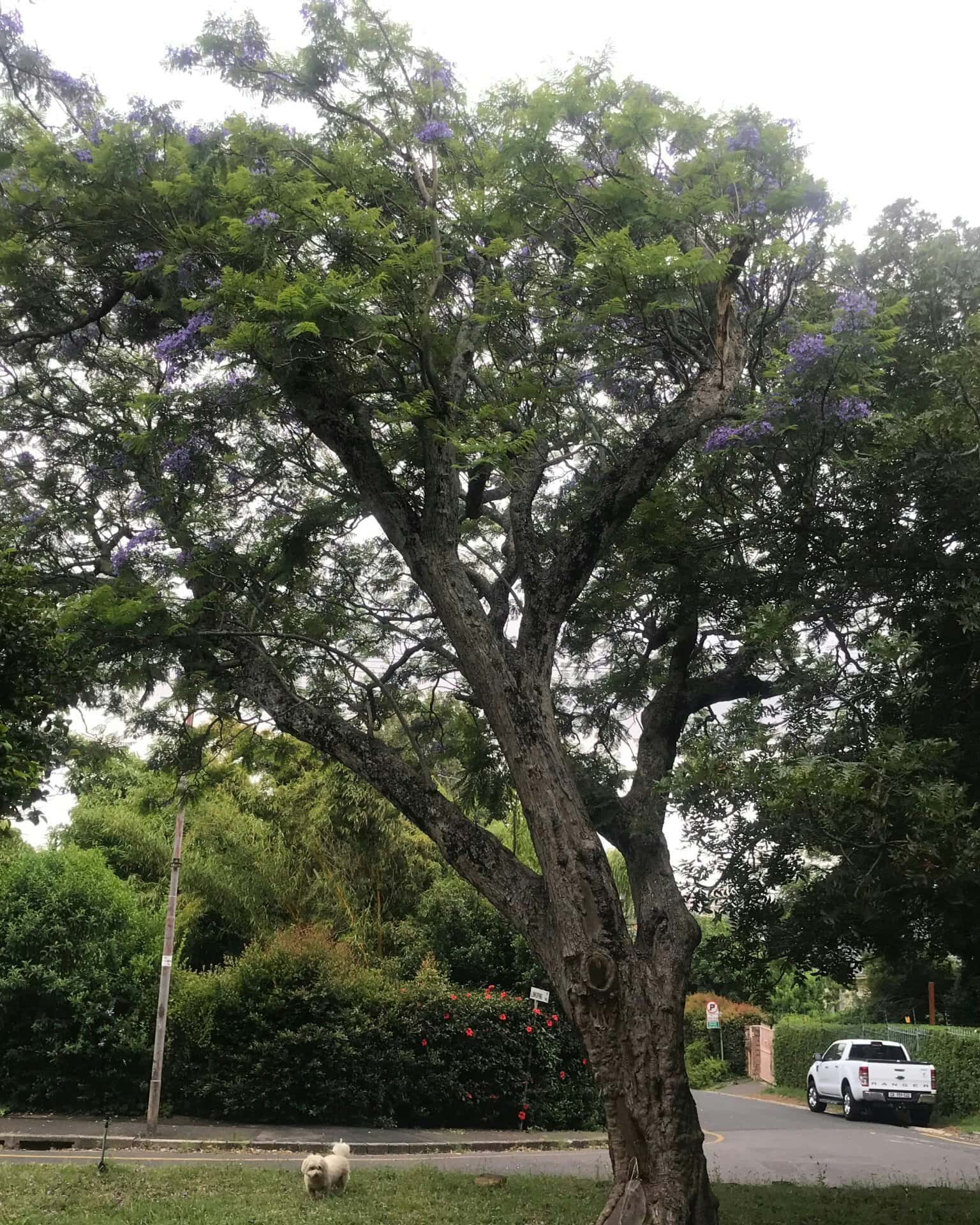 Privacy Policy for Spring Creek Tree Service, LLC