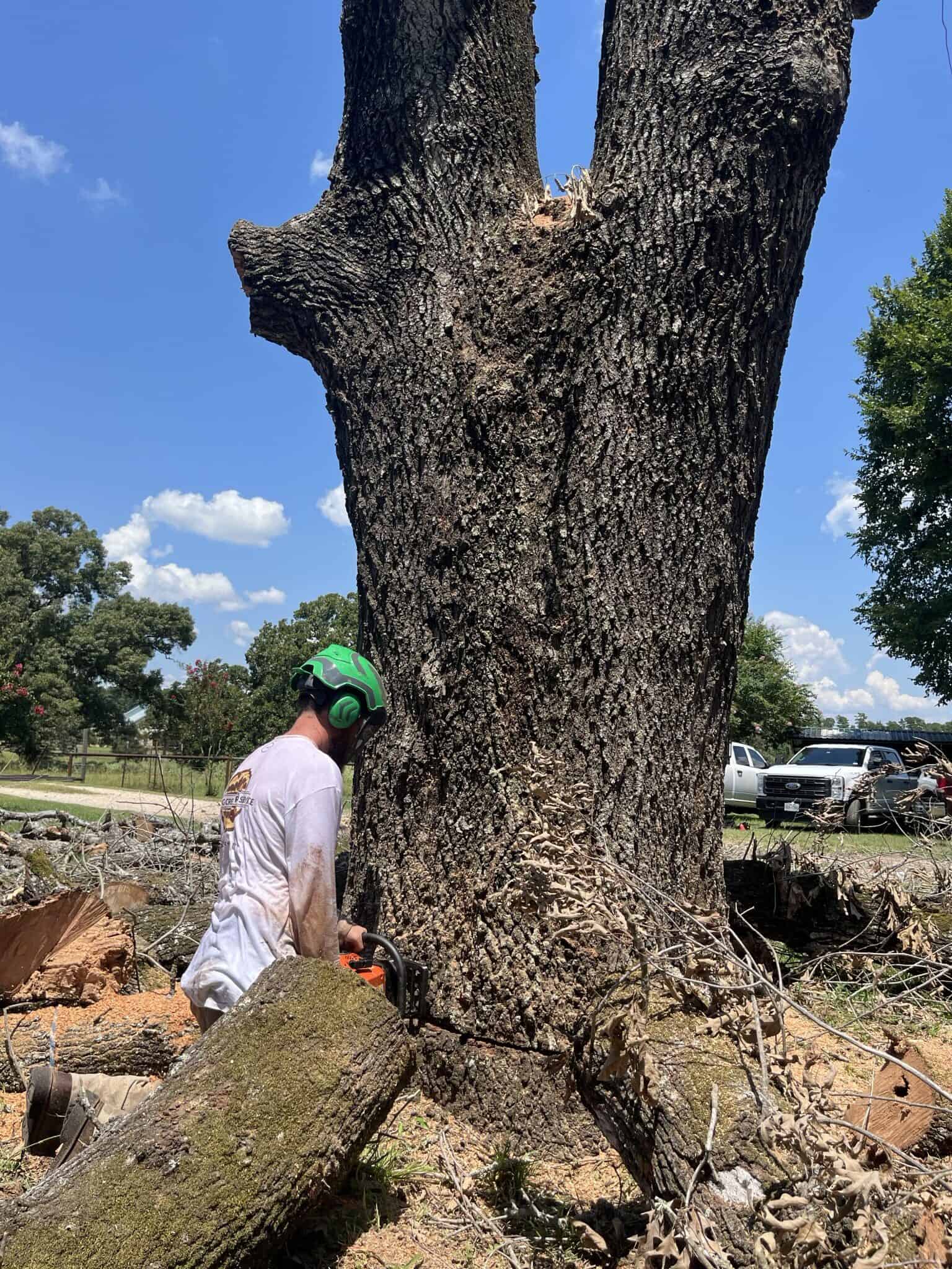 Tree Care Services