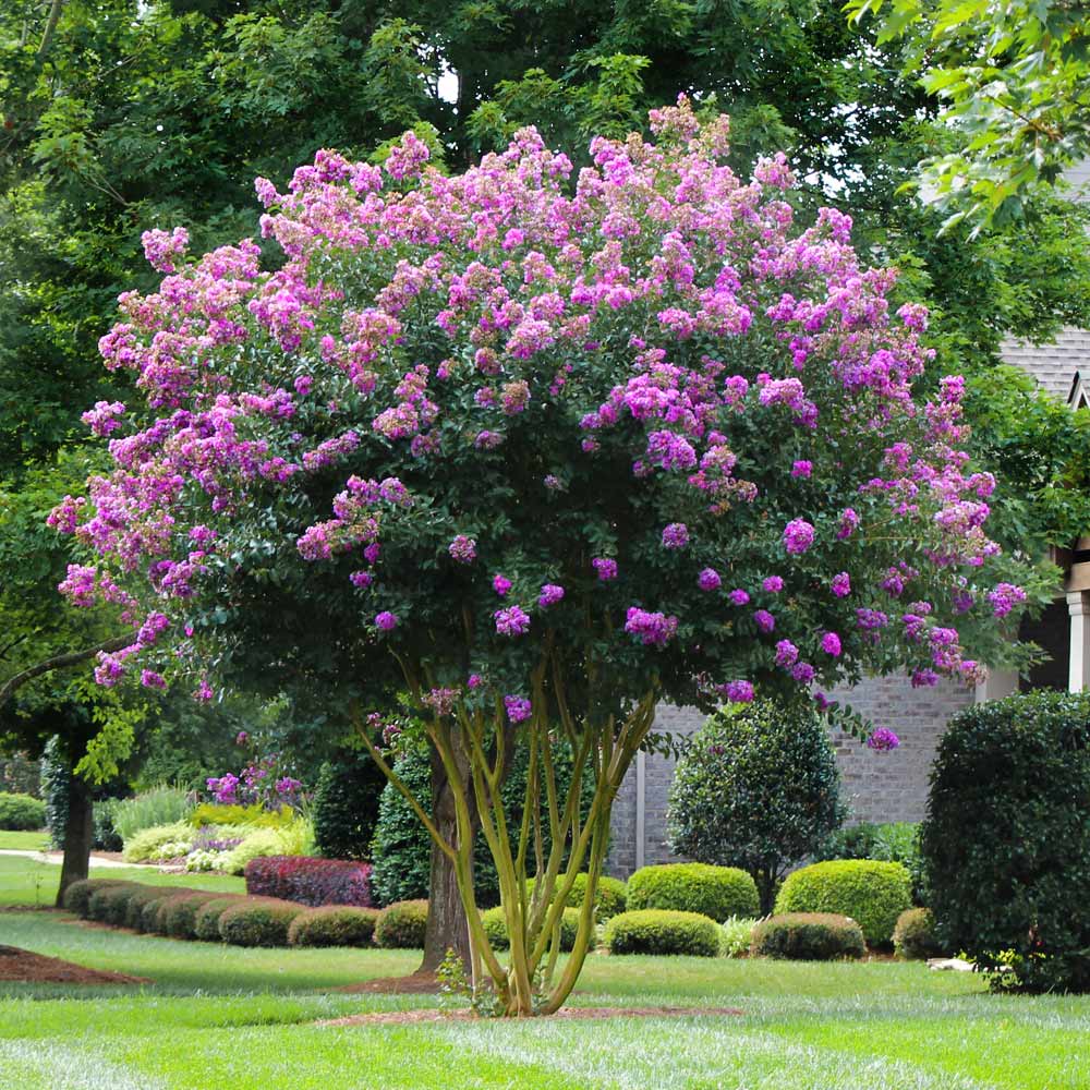 Crape Myrtle - Expert Tree Planting Crape Myrtle - Expert Tree Planting