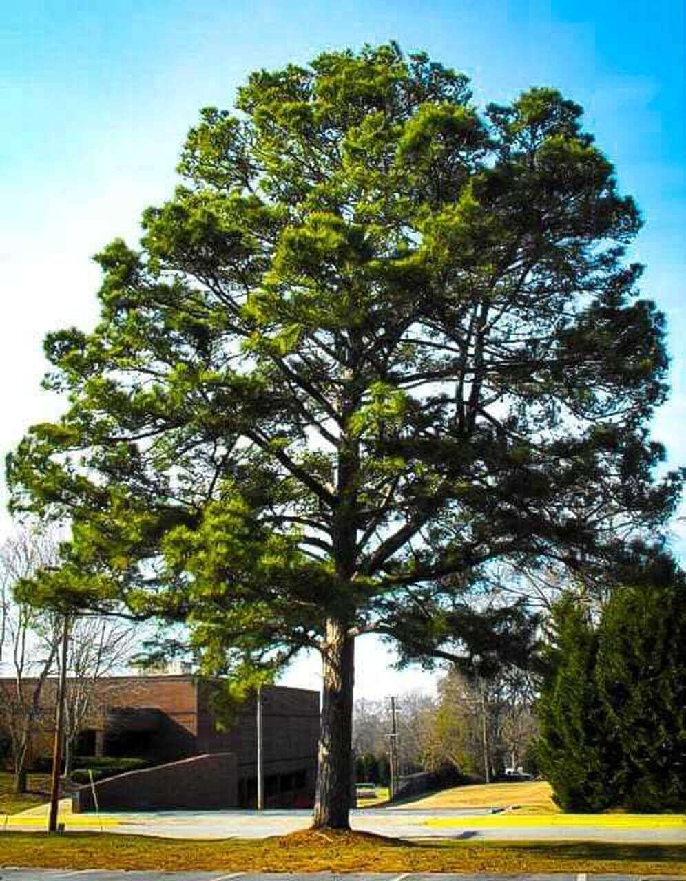 Loblolly Pine - Expert Tree Planting Loblolly Pine - Expert Tree Planting