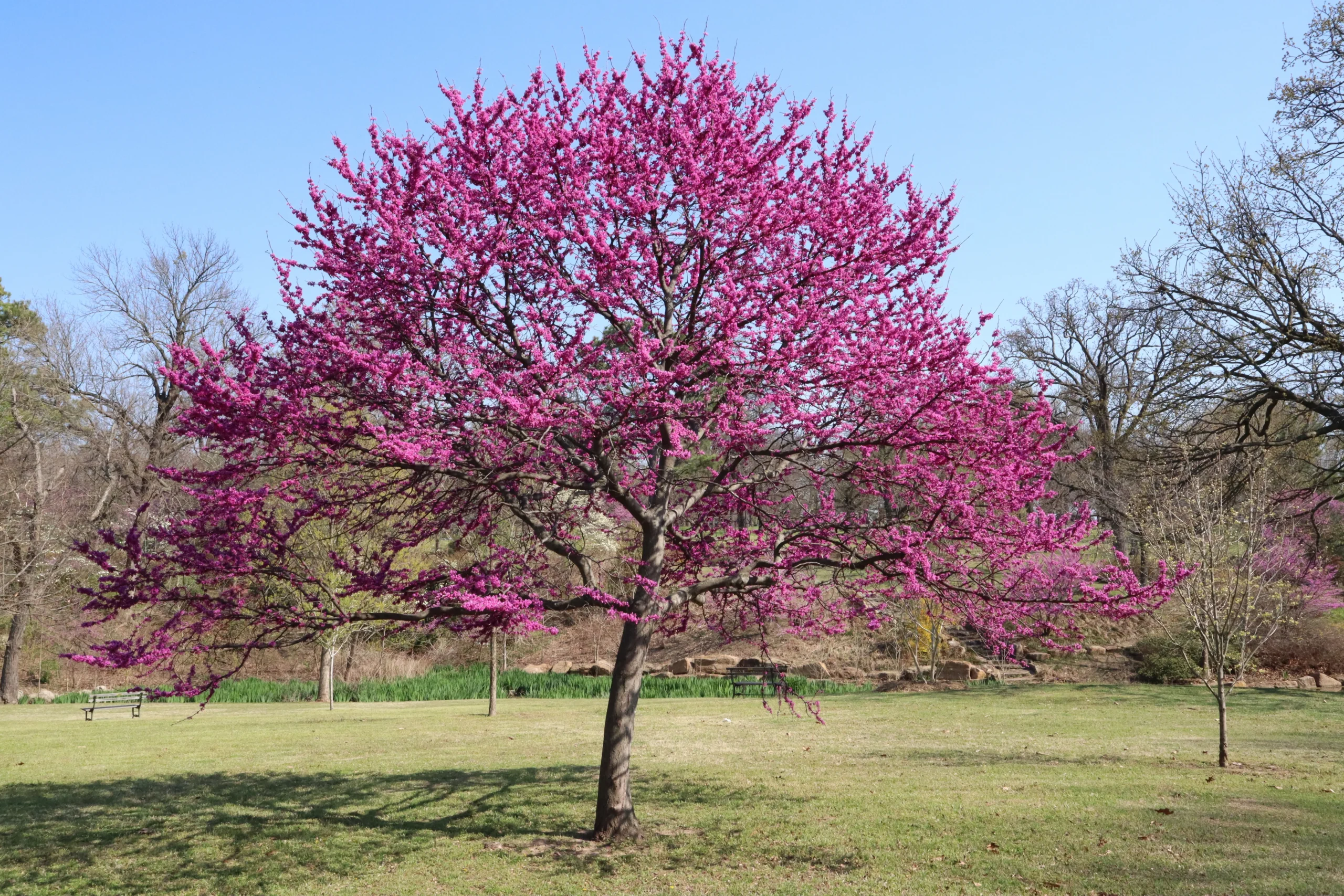 Texas Redbud - Expert Tree Planting Texas Redbud - Expert Tree Planting