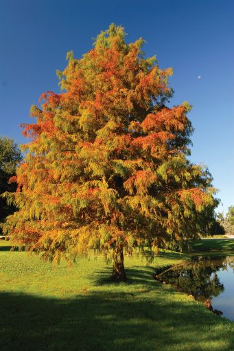 Bald Cypress - Expert Tree Planting Bald Cypress - Expert Tree Planting