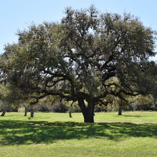 live-oak live oak