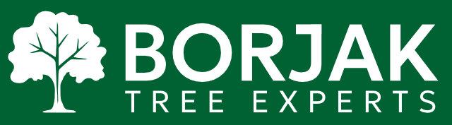 Borjak Tree Experts